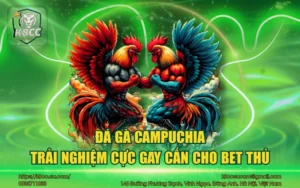 Đá gà Campuchia – Trải nghiệm cực gay cấn cho bet thủ